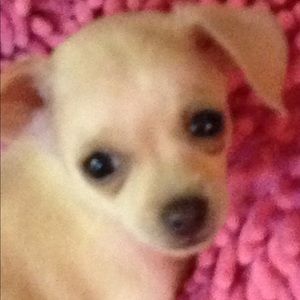 Meet your Posher, Diana